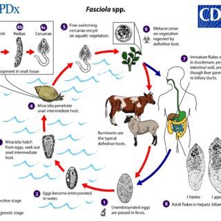  Fasciola hepatica: Kuvaileeko mikroskooppinen mato parasta uutta lemmikkiäsi vai kenties pahista painajaa?