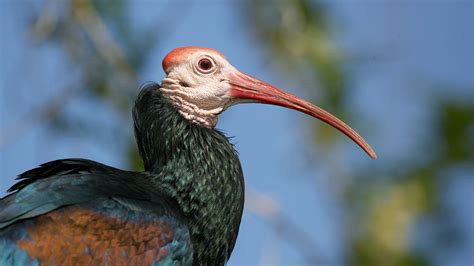  Ibis! Yksi jaloista ja nokastaan erikoinen lintujensuku on hämmästyttävä esimerkki evoluution ihmeistä