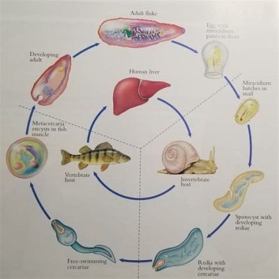   Whitmania! Parasitic Fluke With A Taste For Aquatic Life