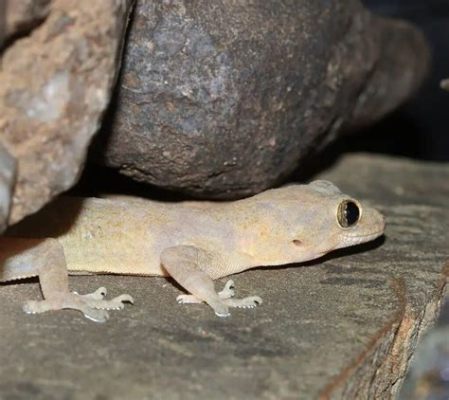  Yellow-Eyed Gecko! A Tiny Mastermind Hiding in Plain Sight