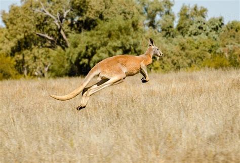  Kenguru! Tutustu Yksiin Australiaan Laajalle Levittyneistä Hüppivistä Nisäkkäistä