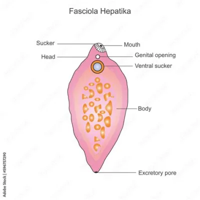  Liver Fluke: A Parasitic Marvel With a Devious Two-Step Life Cycle!