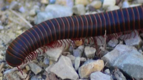 Longhorn Millipede! A Crawling Wonder With More Legs Than You Can Count!