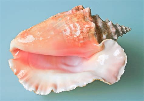 Queen Conch! A Colorful Shell Dweller with a Delicate Palate and an Unexpected Defense Mechanism