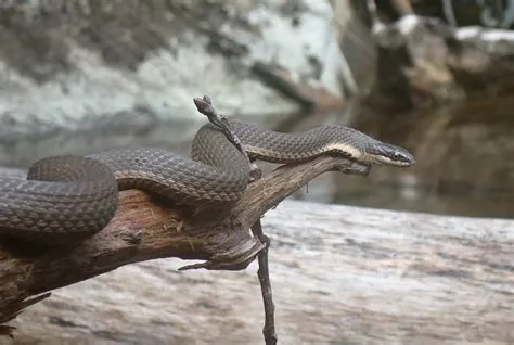  Queensnake: A Slithery Serpent That Embraces Both Land and Water!