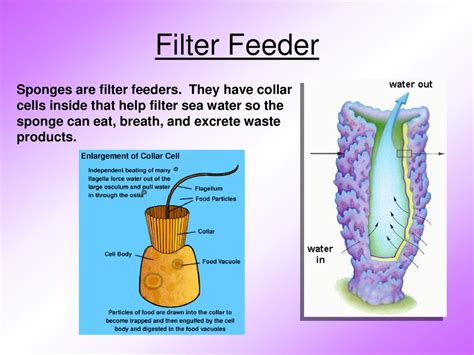  Query Sponge: A Curious Filter Feeder Hiding in Plain Sight!