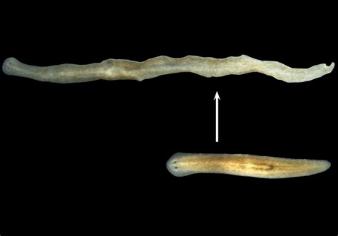  Víttatún Víðá: Have you ever wondered about this tiny flatworm's mesmerizing gliding motion and its remarkable ability to regenerate lost body parts?