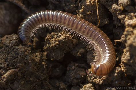  Wheel Millipede: This Enigmatic Crawler With Many Legs Embarks on a Journey Through the Leaf Litter