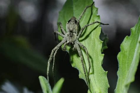  Wolf Spider - A Master of Ambush Hunting Who Sports Eight Eyes!