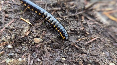  Yellow-spotted Millipede: A Delightful Miniature Armored Tank Navigating Your Backyard!