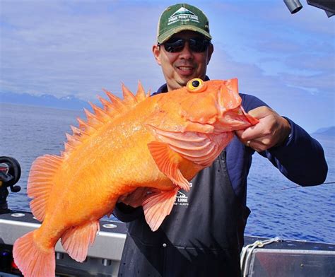  Yelloweye Rockfish: Onkelman kalastelutaidot ja merieläinten valtakunta!