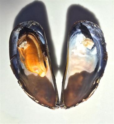  Zealandia Mussel -  An intriguing bivalve that showcases resilience and adaptation within its unique marine environment!