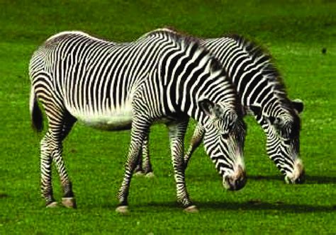  Zebra 🧠 Onko tämän raitaisen nisäkkään luonne yhtä monimutkainen kuin sen kuvion?